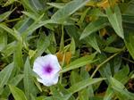 اسفناج آبی - Ipomoea aquatica